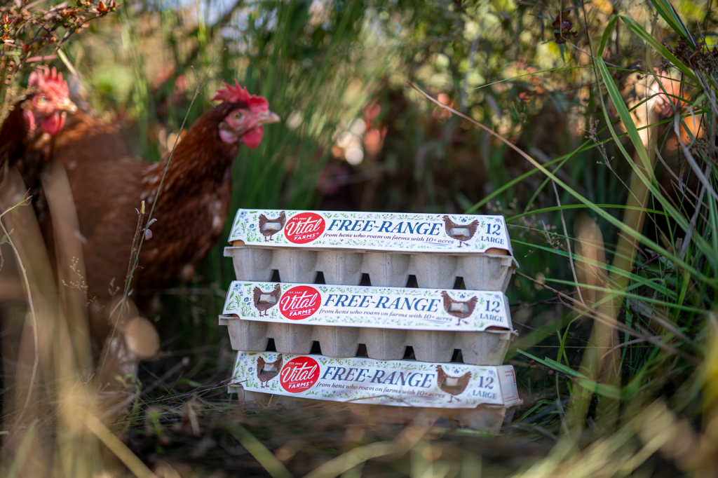Three Vital Farms Free Range Eggs cartons in living vegetation with brown hens exploring around it